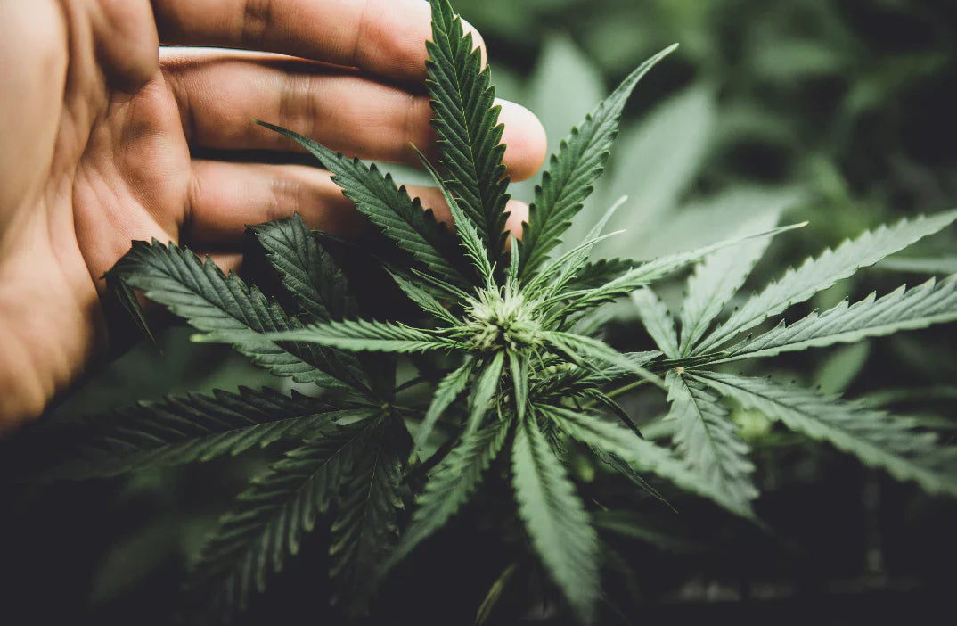 Cannabis Samen keimen lassen: So gelingt der perfekte Start