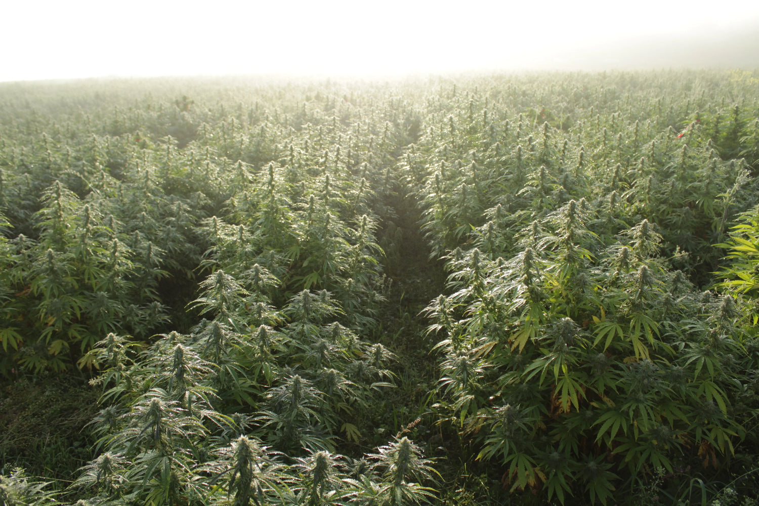 Cannabis Stecklinge einpflanzen – Schritt für Schritt