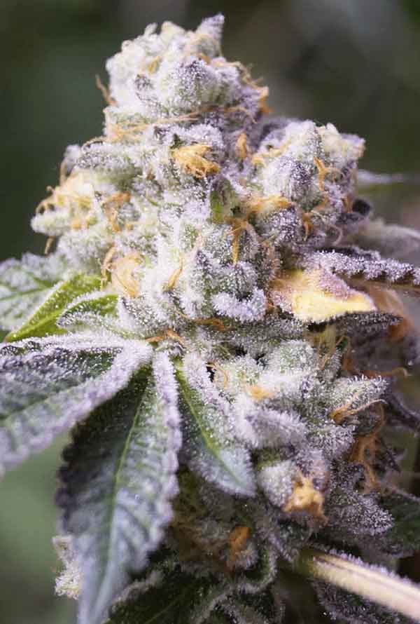 Close-up of Animal Cookiez cannabis flower, showcasing resinous buds and green leaves, perfect for relaxing effects.