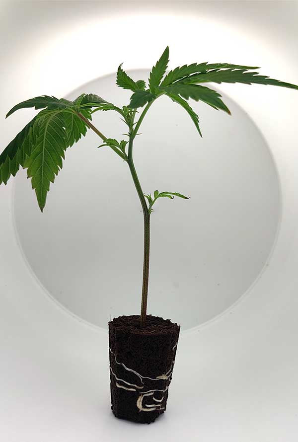 Junge Cannabispflanze in einem Anzuchttopf, bereit für die Indoor-Gewächshauskultivierung.