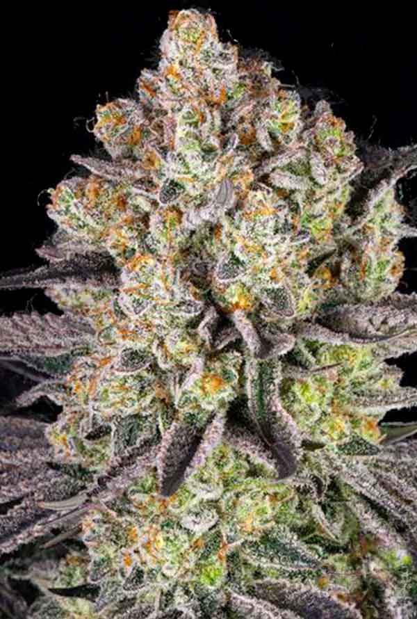 Runtzzzz cannabis flower with vibrant colors and dense buds, featuring purple and orange hues.