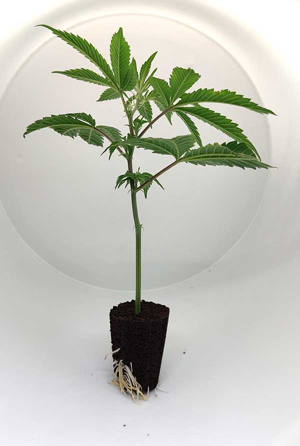 Ztrawberry cannabis plant in a growth medium, ideal for indoor cultivation, with vibrant green leaves.