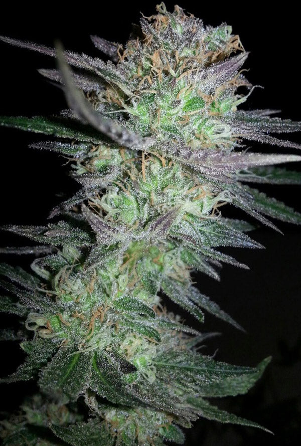 Girl Scout Cookies strain featuring frosty blossoms and vibrant green foliage, indicative of high THC potency.