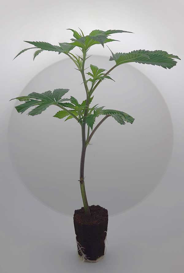 Mimosa x Orange Punch