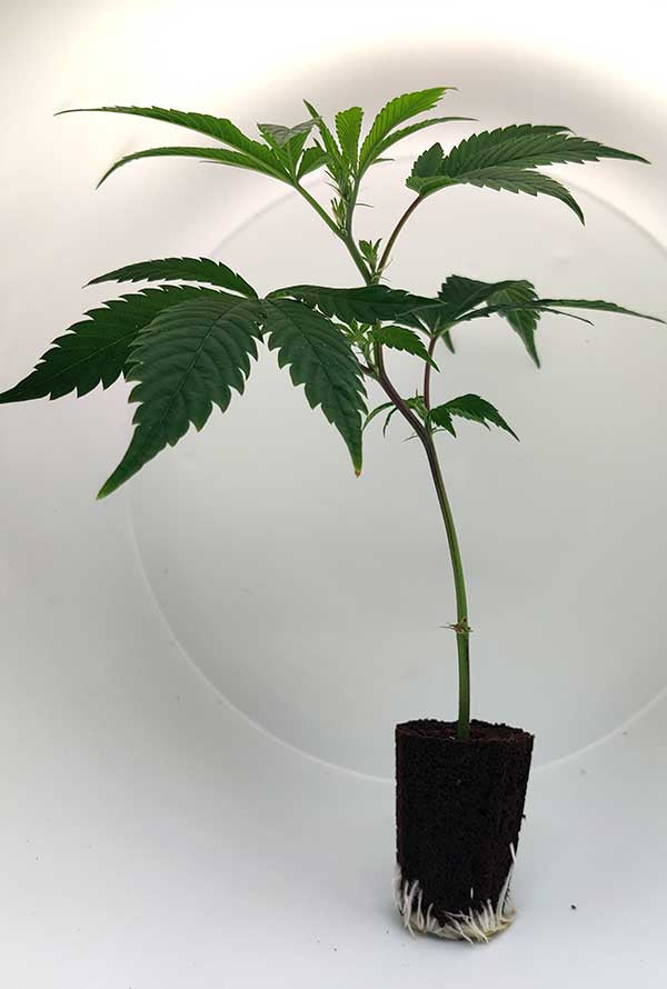 OG Kush cannabis plant in soil, showcasing healthy leaves and root structure, ideal for indoor cultivation.