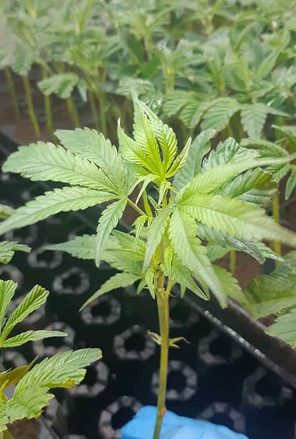Healthy young cannabis plant with green leaves, ideal for growing OG Kush strain indoors.