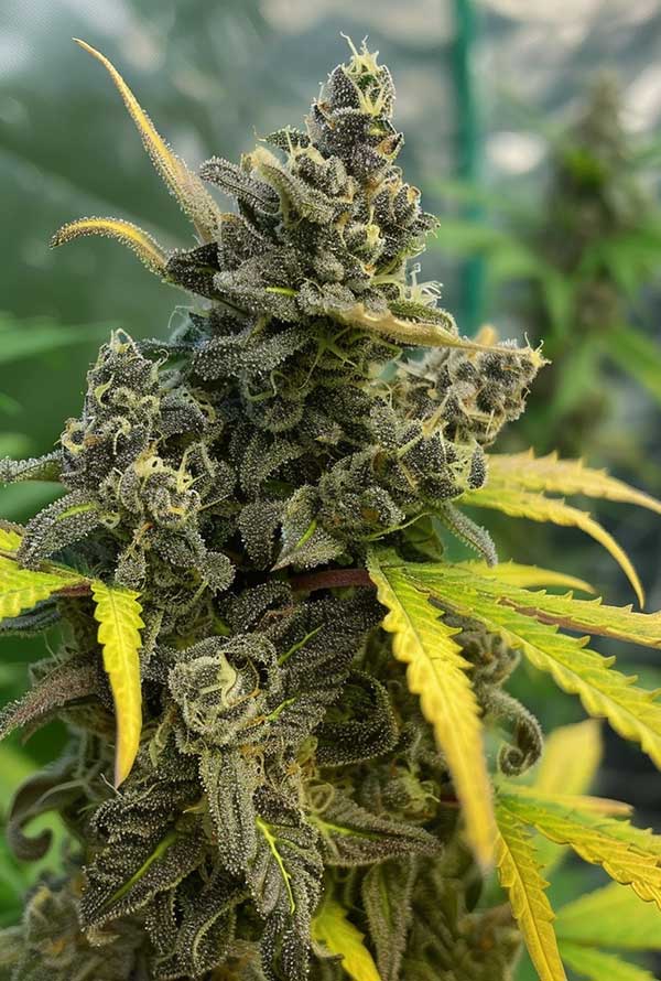 Peyote Cookies