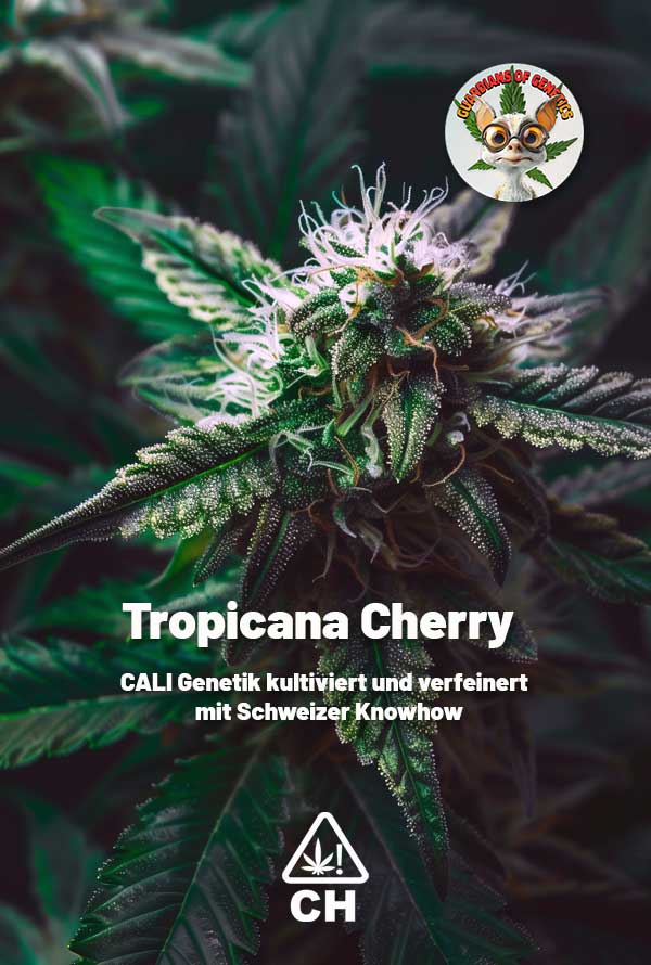 Tropicana Cherry