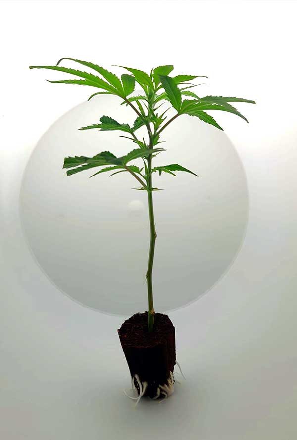 Young cannabis plant in pot, showcasing healthy growth and vibrant green leaves.