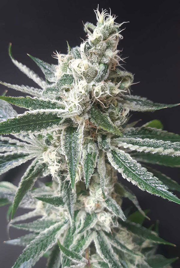 Close-up of Tropicana Cookies cannabis plant, showcasing frosty buds and vibrant green leaves.