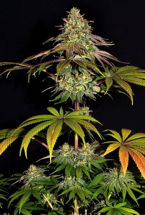 Buschig gedrungene Cannabis-Pflanze mit bunten Blättern und dichten Blüten, ideal für den Anbau.