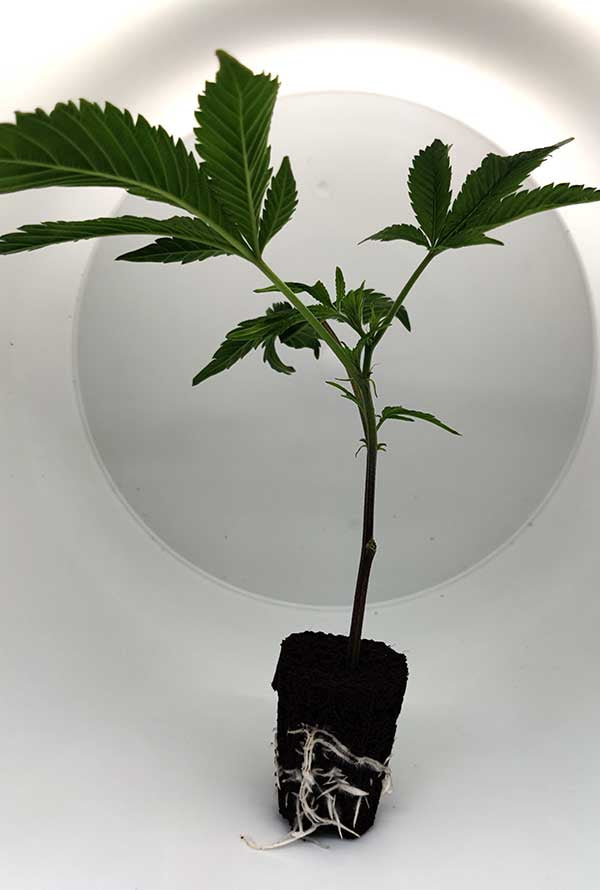 Junge Cannabispflanze mit Wurzeln in einem Topf, ideal für den Anbau von THC-reichen Sorten.