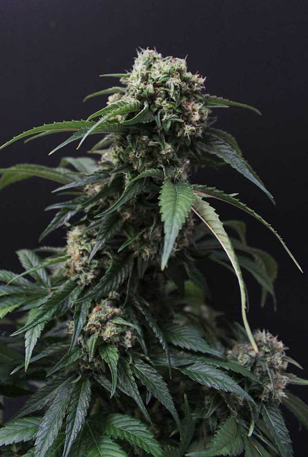 Ztrawberry cannabis plant with dense buds and green leaves, ideal for indoor and outdoor cultivation.