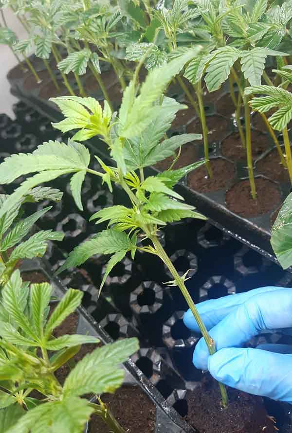Healthy cannabis seedling being held in a gloved hand, showcasing vibrant green leaves.