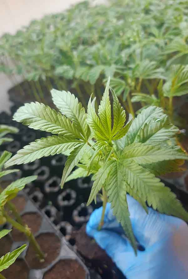 Junge Cannabispflanze mit grünen Blättern in Anzucht-Behältern, Pflege mit blauer Handschuhhand.