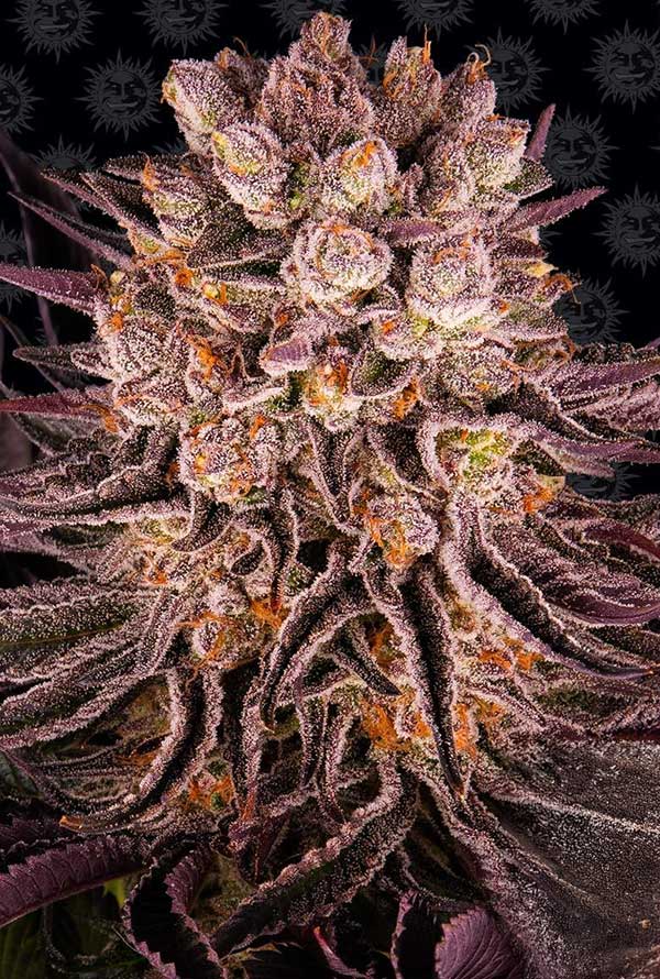 Mimosa x Orange Punch