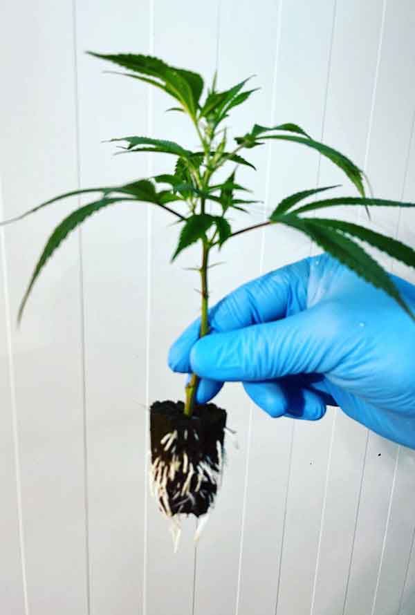 Hand holding a healthy cannabis seedling with visible roots, showcasing its growth stage and vibrant green leaves.