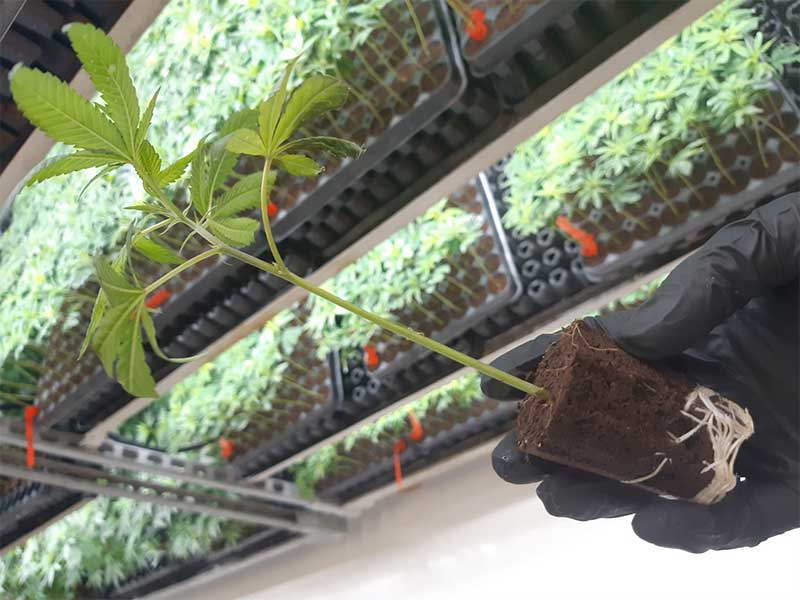 Junge Ztrawberry-Pflanze im Anzuchtmedium, bereit für die Wachstumskontrolle in einer Indoor-Anlage.